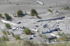 Wind-Swept Sand
